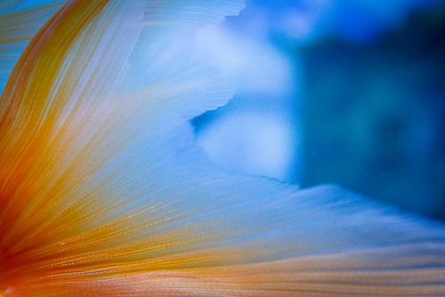 A touch of gold...fish