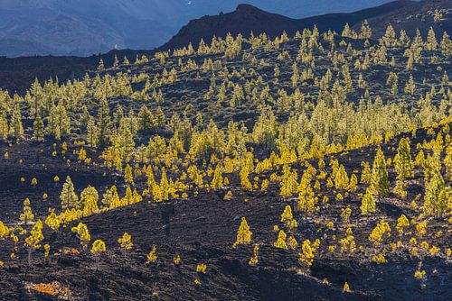 Pins des Canaries jaune doré brillant à Ténériffe