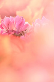 Precious Flowers.