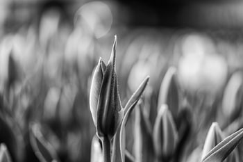 Tulip covered with dew