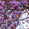 Wenn die Sonne die Magnolien küsst. von Sven Frech