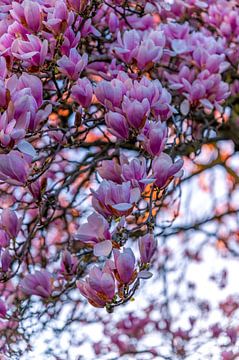 Quand le soleil embrasse les magnolias. sur Sven Frech