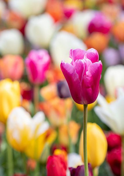 purple tulip by studio photoflash
