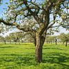 Pommiers dans le verger sur Sjoerd van der Wal Photographie