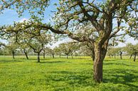 Appelbomen in de boomgaard van Sjoerd van der Wal thumbnail