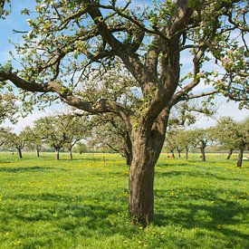 Apfelbäume in einem Obstgarten von Sjoerd van der Wal Fotografie