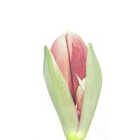 Het tweede leven van mijn rode  Amaryllis