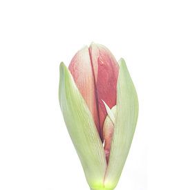 The second life of my red Amaryllis by foto by rob spruit