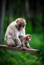 Mother and child by Brian van Daal thumbnail