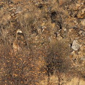 Girafe dans le paysage sur Andius Teijgeler
