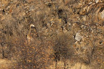 Giraffe in het landschap van Andius Teijgeler