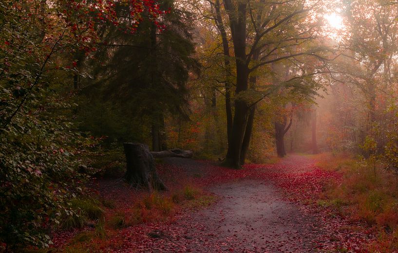 November rain forest by Claudia De Vries