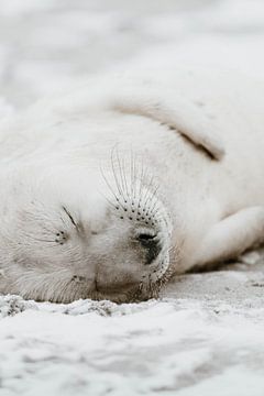 Seehund | Wildlife Fotografie | Helgoland | Deutschland von Inge Pieck