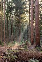 Sunbeam in coniferous forest Smithuyserbos