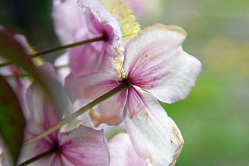 Clematis sur Luc van Alphen