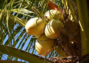 Kokosnüsse 2 von Alex Neumayer