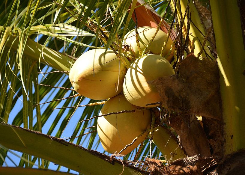 Kokosnüsse 2 von Alex Neumayer