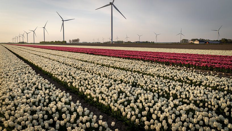 Weiße und rosa Tulpen in einem Polder voller Windmühlen von Hans de Waay