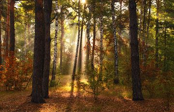 Sunny morning in the forest by Mykhailo Sherman