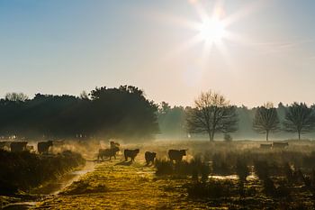 Scottish Highlanders morning