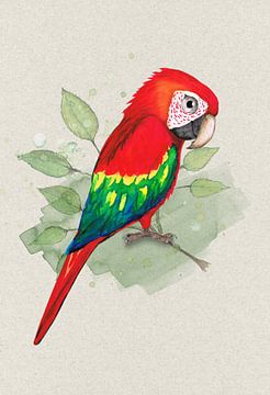 Scarlet macaw watercolor
