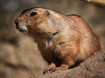 Portrait of a prairie dog by Beeld Creaties Ed Steenhoek | Photography and Artificial Images