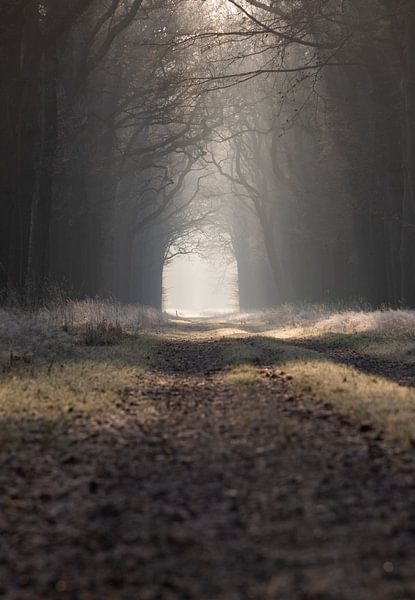 Light at the end of the tunnel by Marloes ten Brinke
