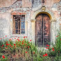 Poppies