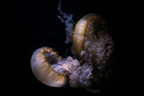 Dancing Jellyfish