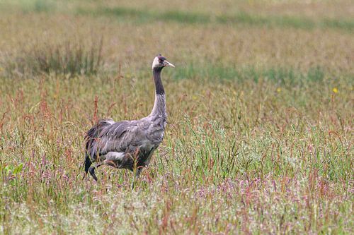 Une grue se reposant et se nourrissant dans un champ au printemps