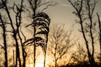 Riet