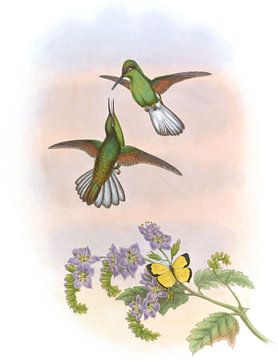 Grijze stripetail, John Gould van Hummingbirds