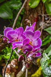 Contrasts in purple by Photoart-Naegele
