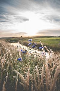 Blaue Kornblumen auf dem Feld