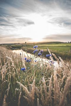 Blauwe korenbloemen in het veld van Fotografiecor .nl