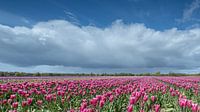 Bollenveld onder Hollandse lucht