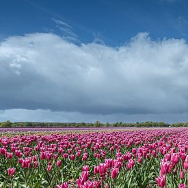 Zwiebelfeld unter holländischem Himmel von Jan Heijmans