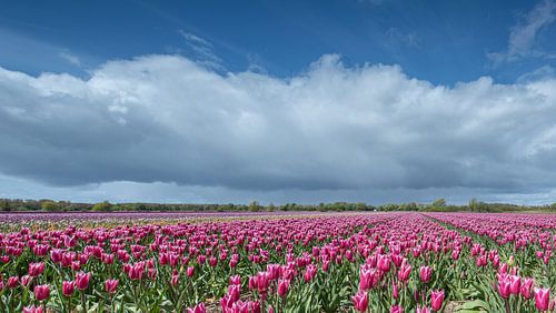 Bulb field under Dutch skies by Jan Heijmans