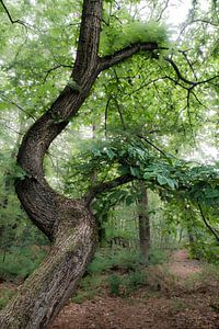 Un arbre dans la Oisterwijkse Vennen