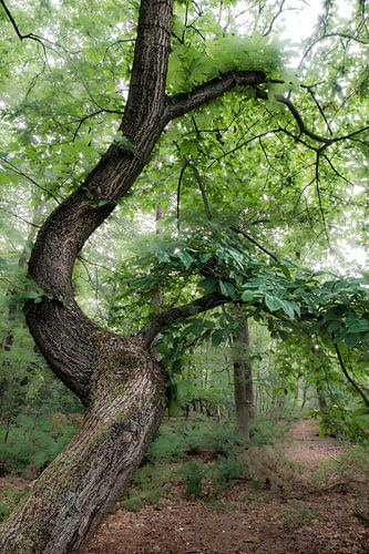 Boom in de Oisterwijkse Vennen