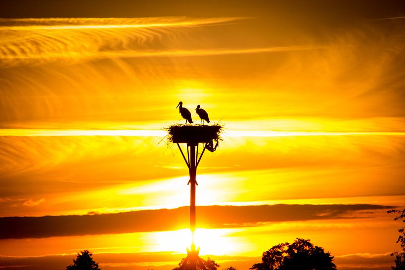 Storch auf dem Nest in der Abendsonne von piet douma