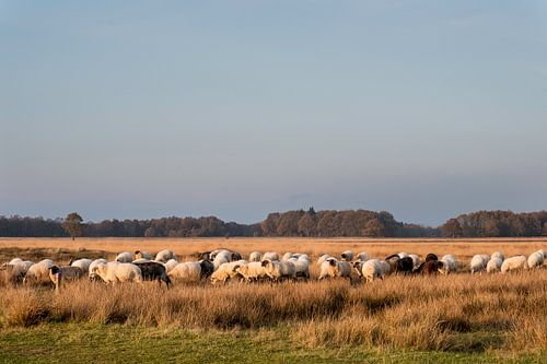 Schapen op het Hijkerveld