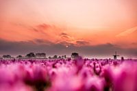 Sonnenaufgang über dem Tulpenfeld