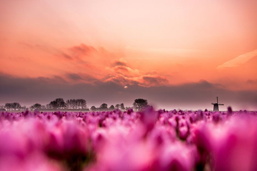 Lever de soleil sur un champ de tulipes par Jacomien Bartels