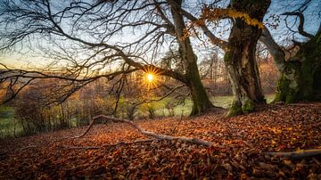 Buchen im Sonnenuntergang von Andre Michaelis