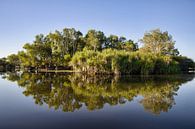 Calm reflection by Laura Krol thumbnail