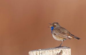 Blaukehlchen von Anton Kloof