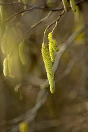 botanical art, crown hazel by Karijn | Fine art Natuur en Reis Fotografie