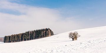 Panorama Winterlandschap met Bomen in de Sneeuw in Allgäu Duitsland van Dieter Walther
