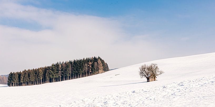 Panorama winter landscape with trees in snow in Allgäu Germany by Dieter Walther